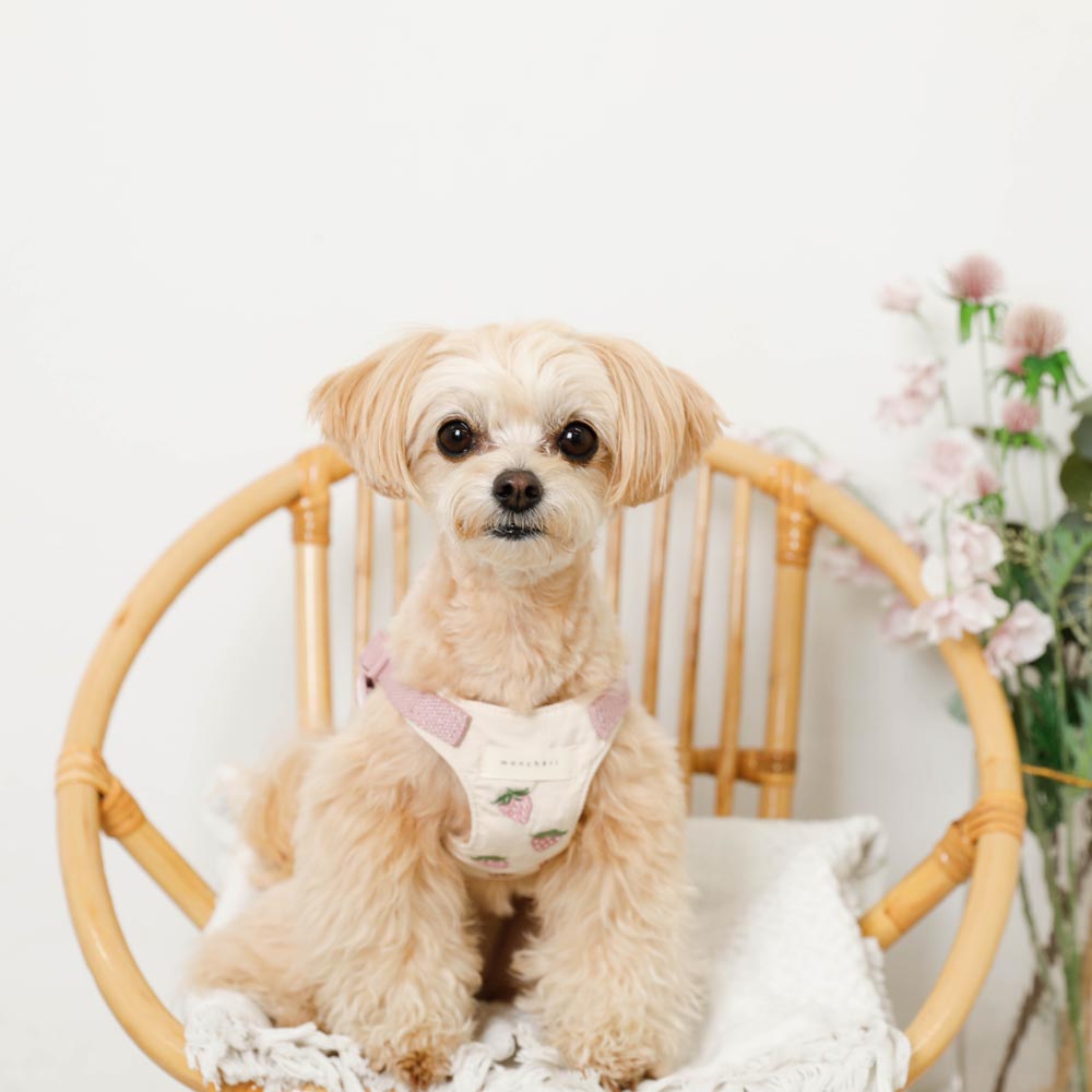 Cool strawberry pattern harness + lead set [Name embroidery available]