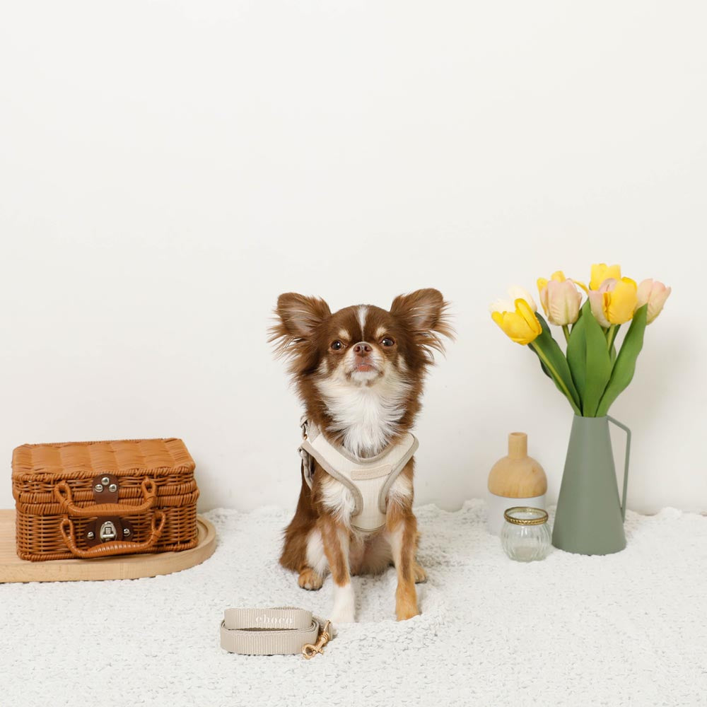 Bicolor Harness + Lead SET [Name embroidery available]