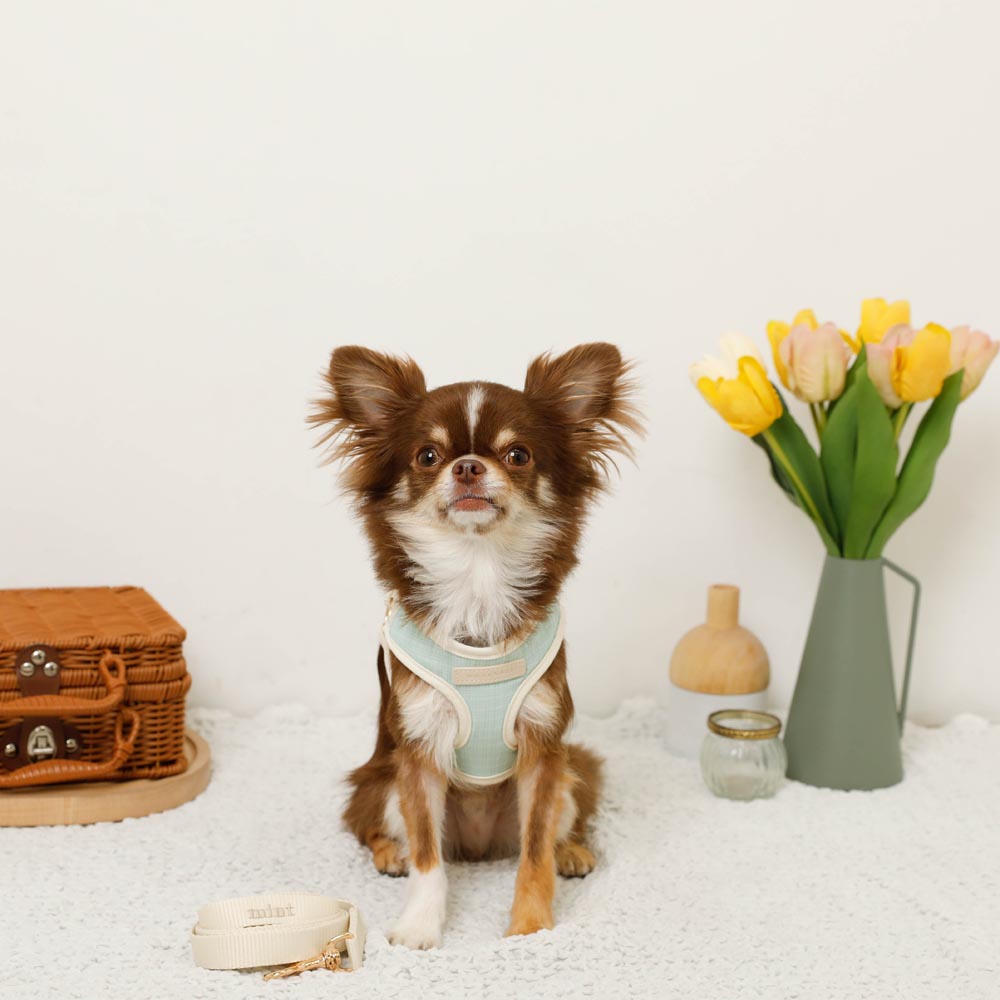 Bicolor Harness + Lead SET [Name embroidery available]