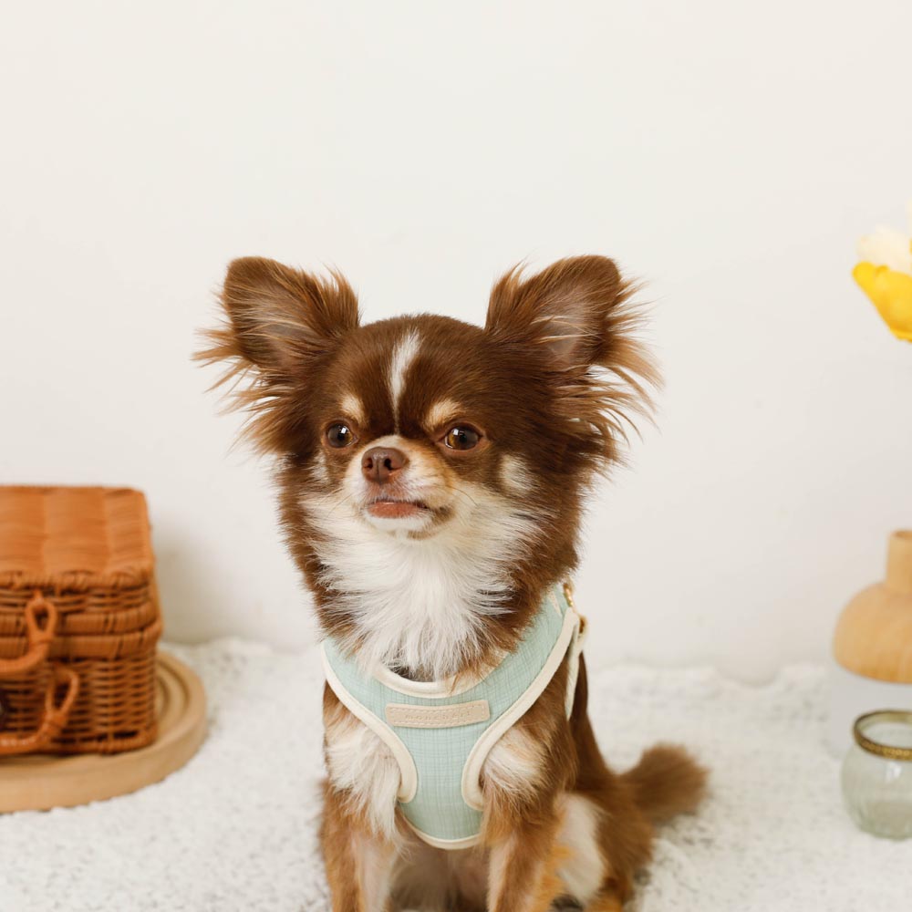 Bicolor Harness + Lead SET [Name embroidery available]