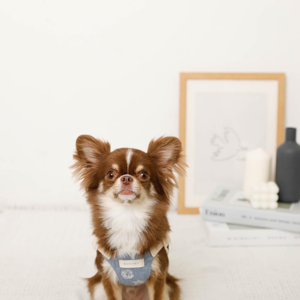 Cool Shell Starfish Pattern Harness + Lead Set [Compatible with name embroidery]
