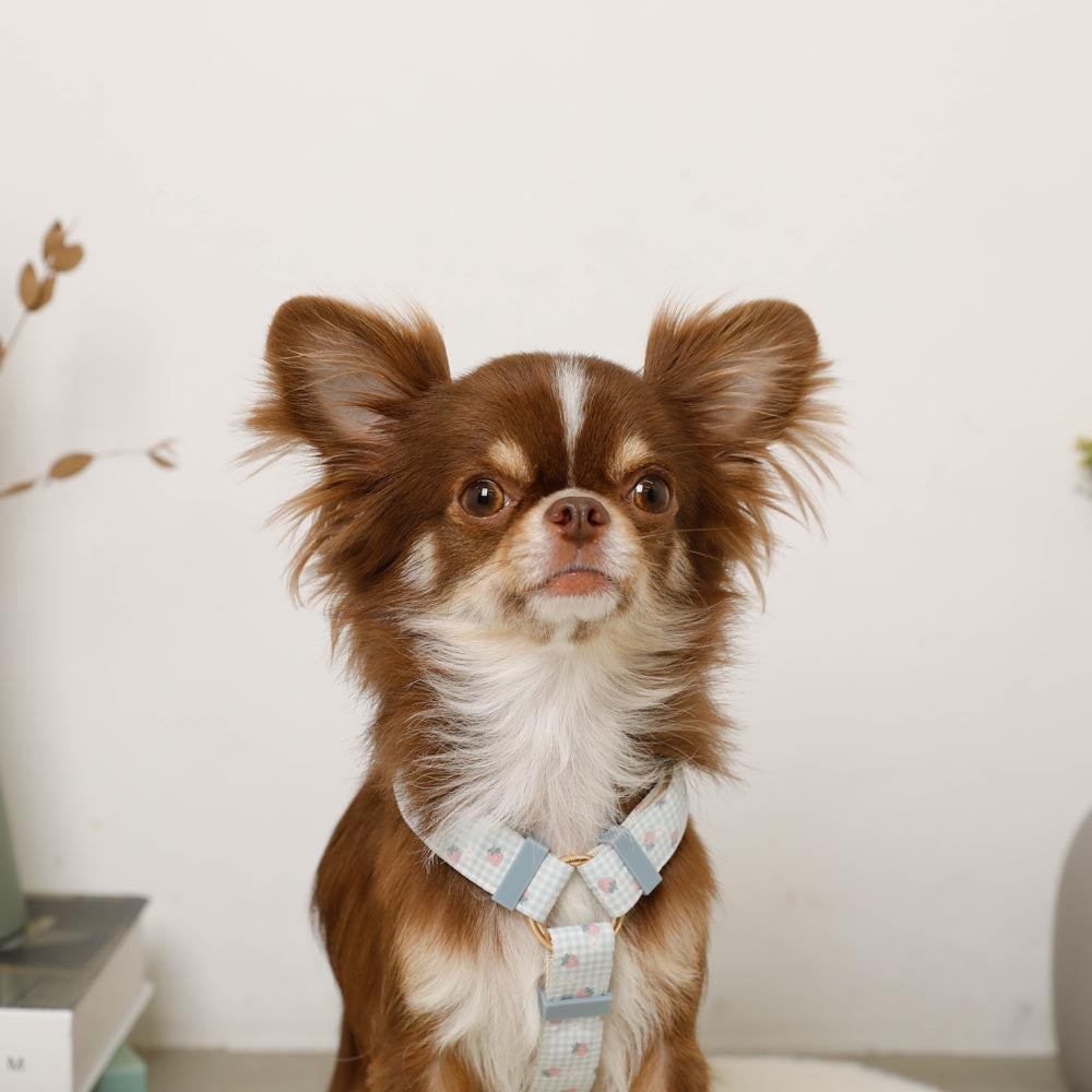 gingham strawberry harness