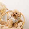 Shoulder frill harness + lead set [Name embroidery compatible]