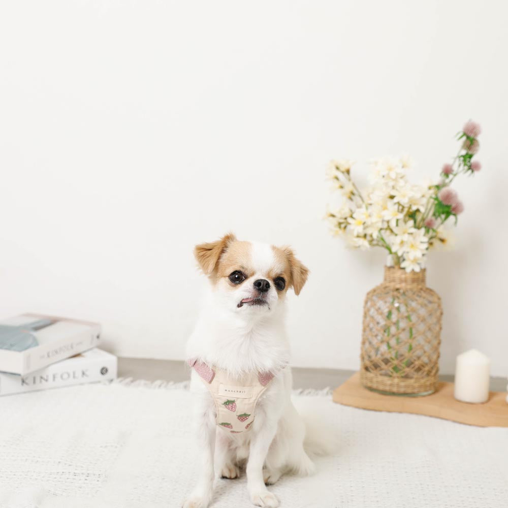 Cool strawberry pattern harness + lead set [Name embroidery available]