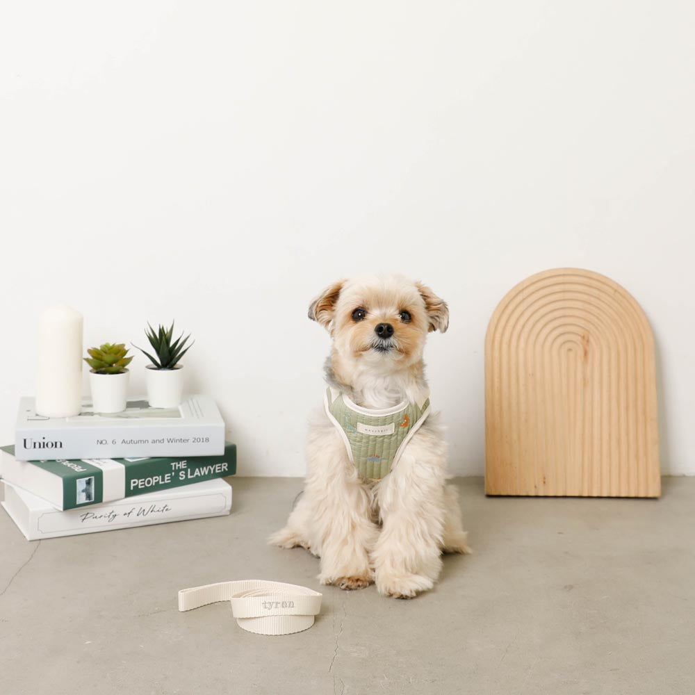 Dinosaur pattern embroidery harness + lead set [Name embroidery available]