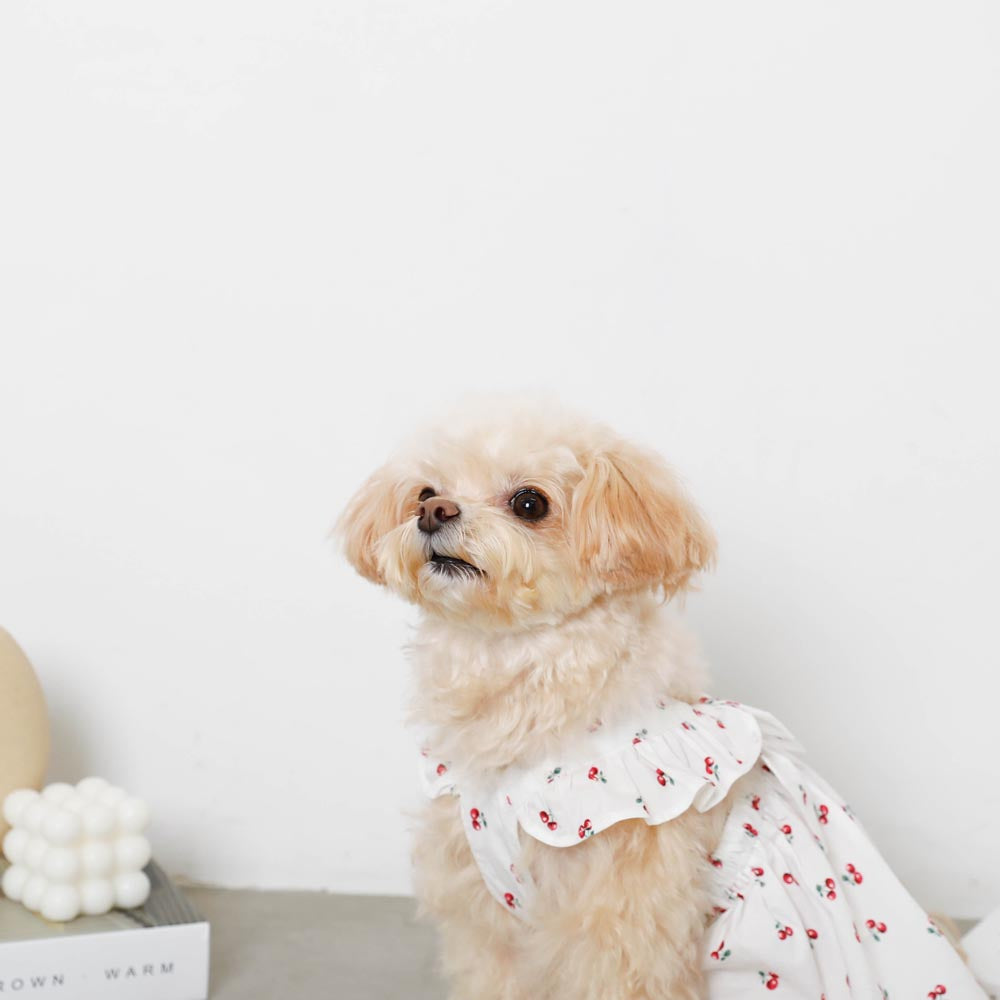 店にて先行発売 Kamunamu様☆犬服✩.*˚ 【公式通販】