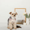 Cool Strawberry Pattern Harness + Lead SET [Compatible with name embroidery]