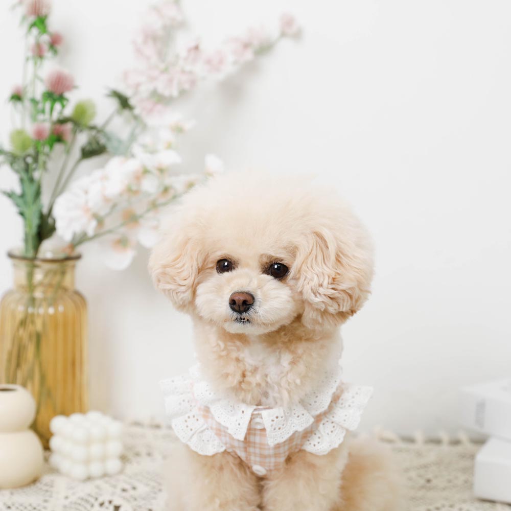 cotton ruffle collar tops