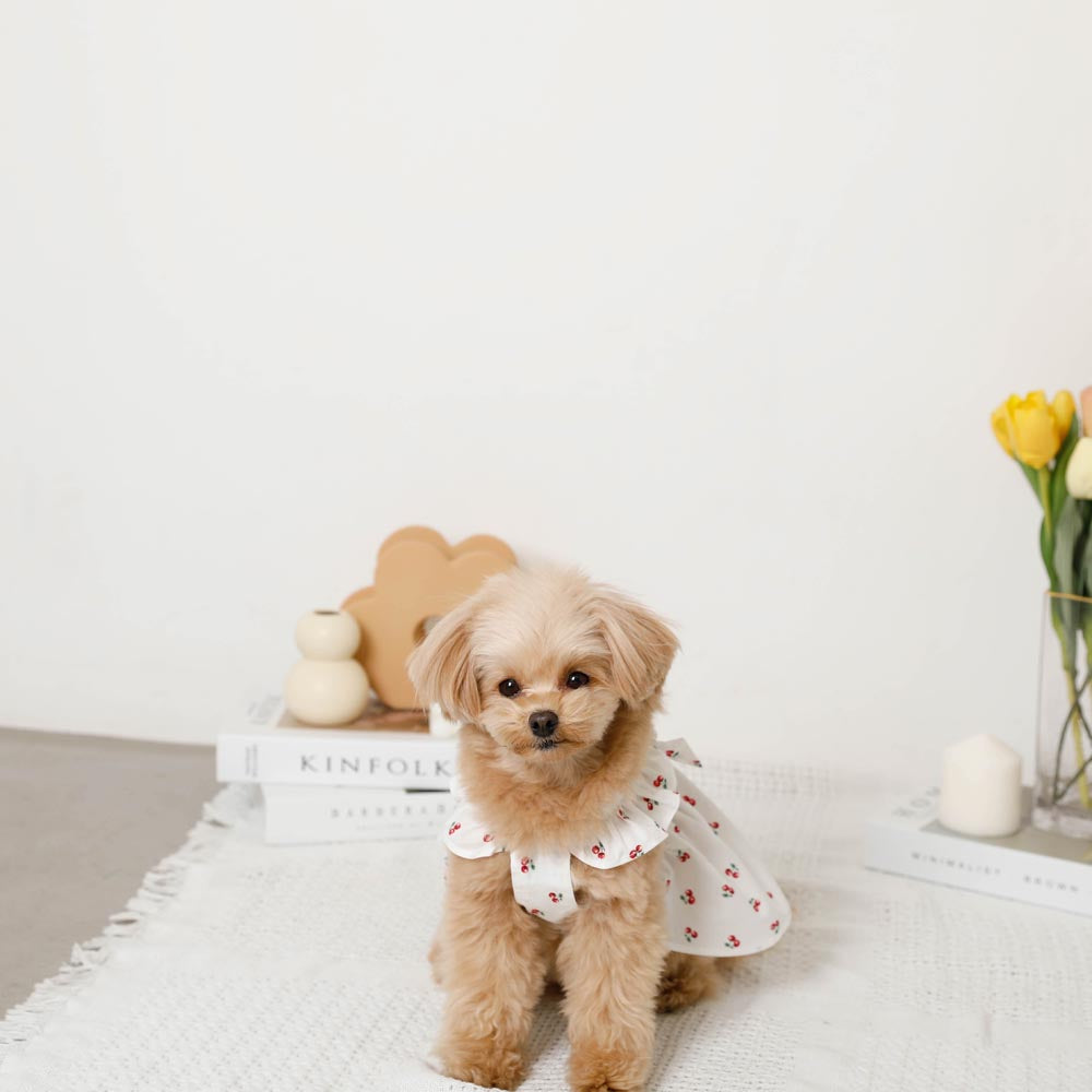 Cool frill ribbon fruit pattern dress