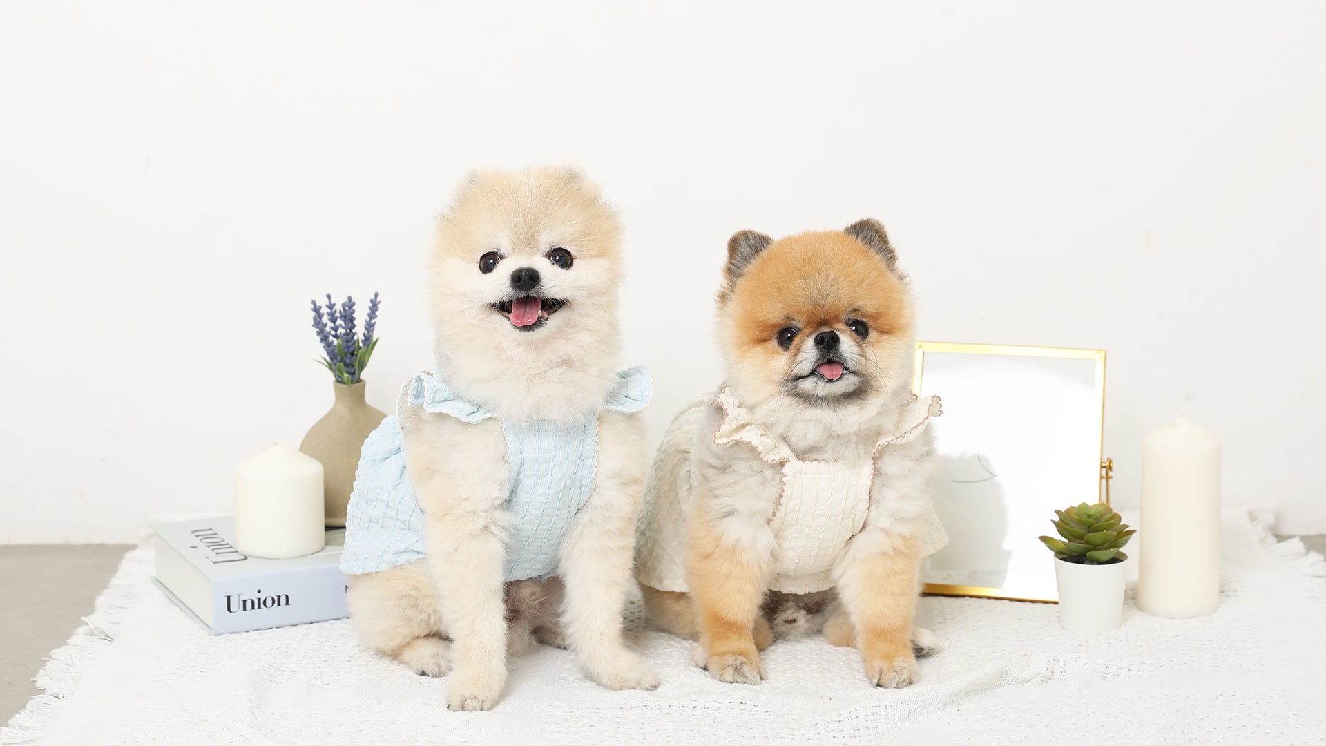 モンシェリ セット 3点のみ 商品ページを確認して下さい ドッグウェア・犬服通販 - monchéri(モンシェリ)