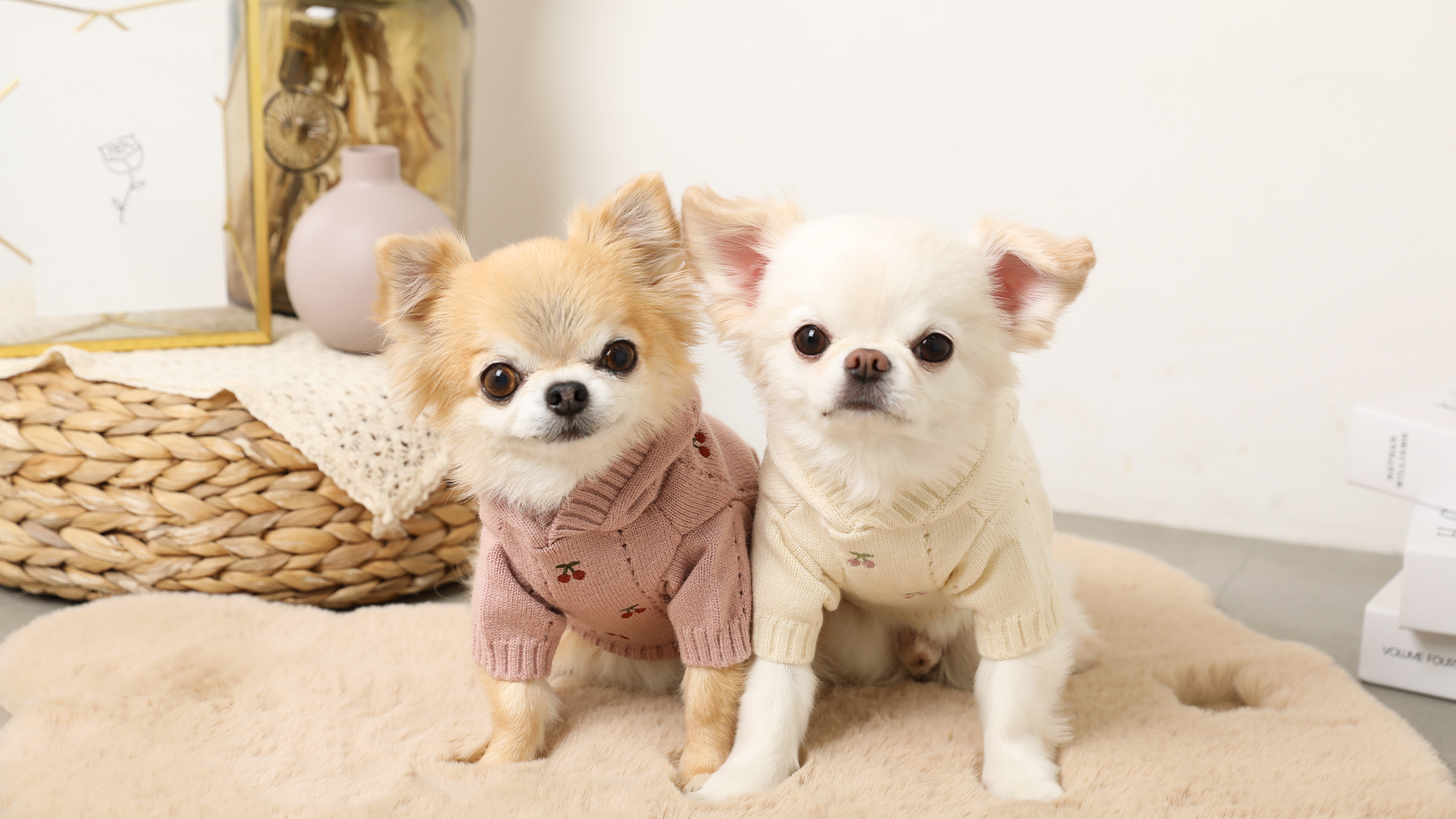 ドッグウェア・犬服通販 - monchéri(モンシェリ) – moncheri