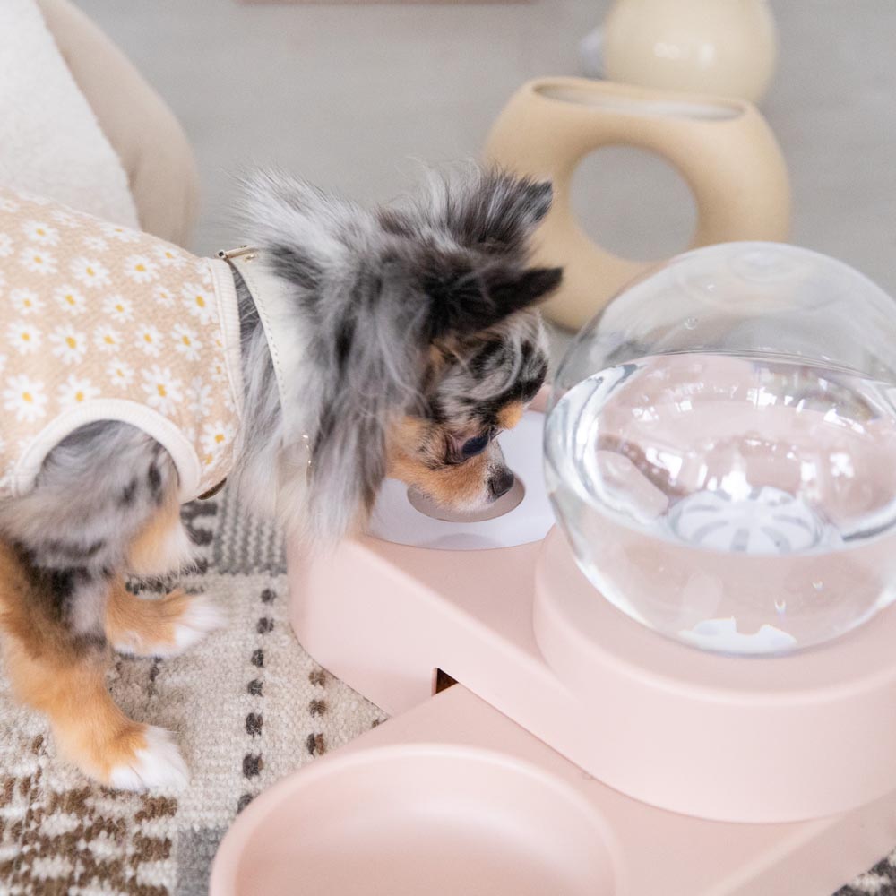 automatic watering pet food bowl