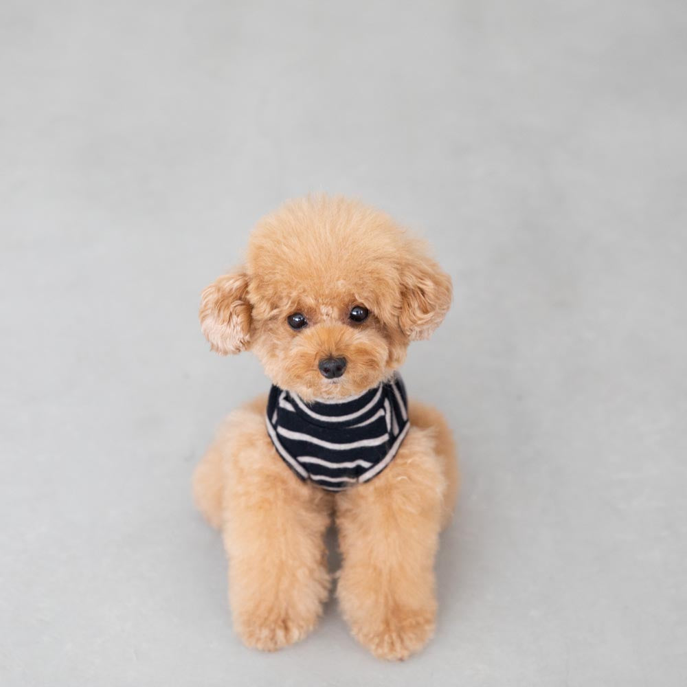 ボーダーハイネックトップス