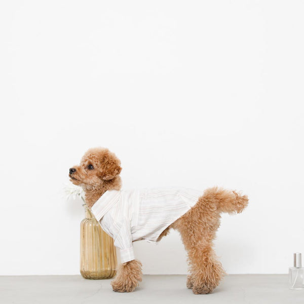 犬の洋服を探す | ドッグウェア・犬服通販 - monchéri(モンシェリ 