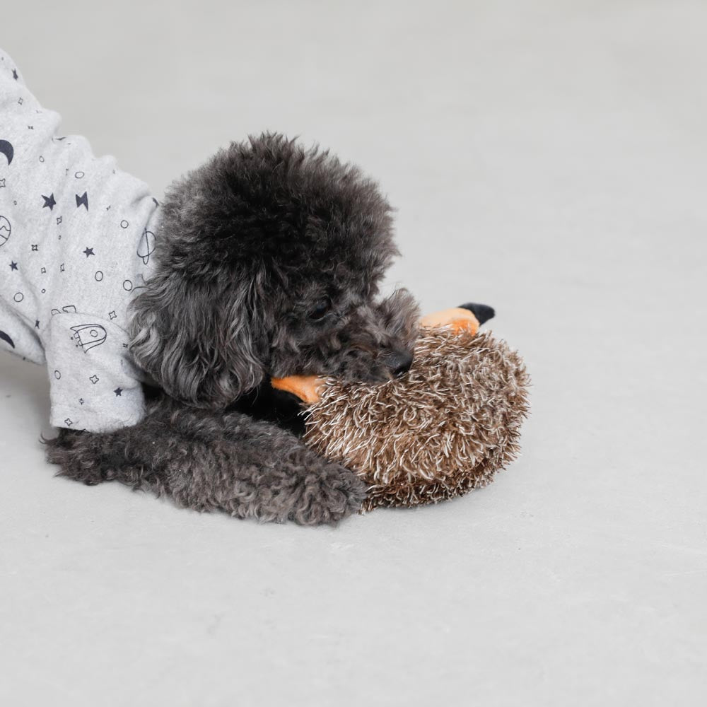 Mr. Hedgehog