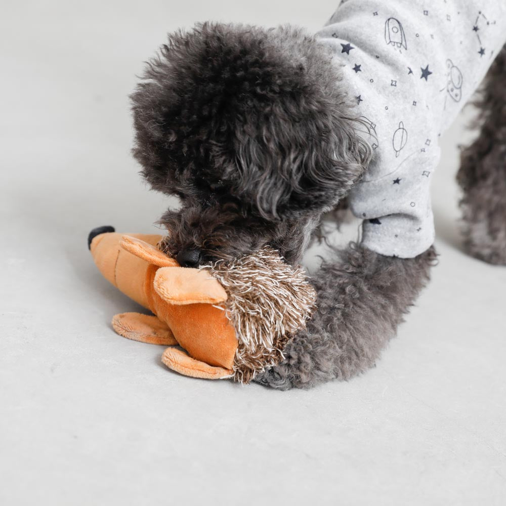 Mr. Hedgehog
