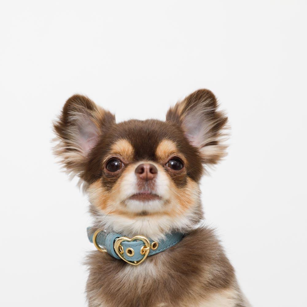 Shrink leather heart buckle collar