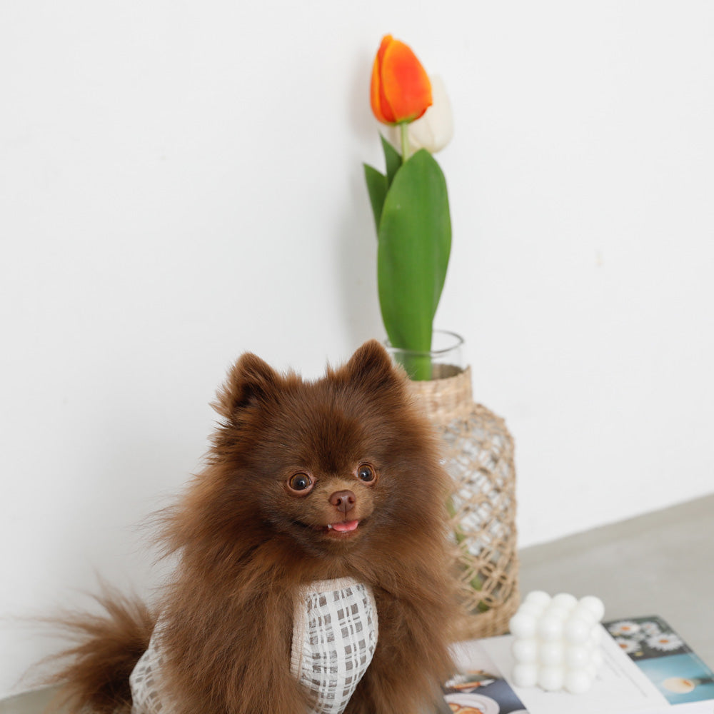 透明检查管卡钳