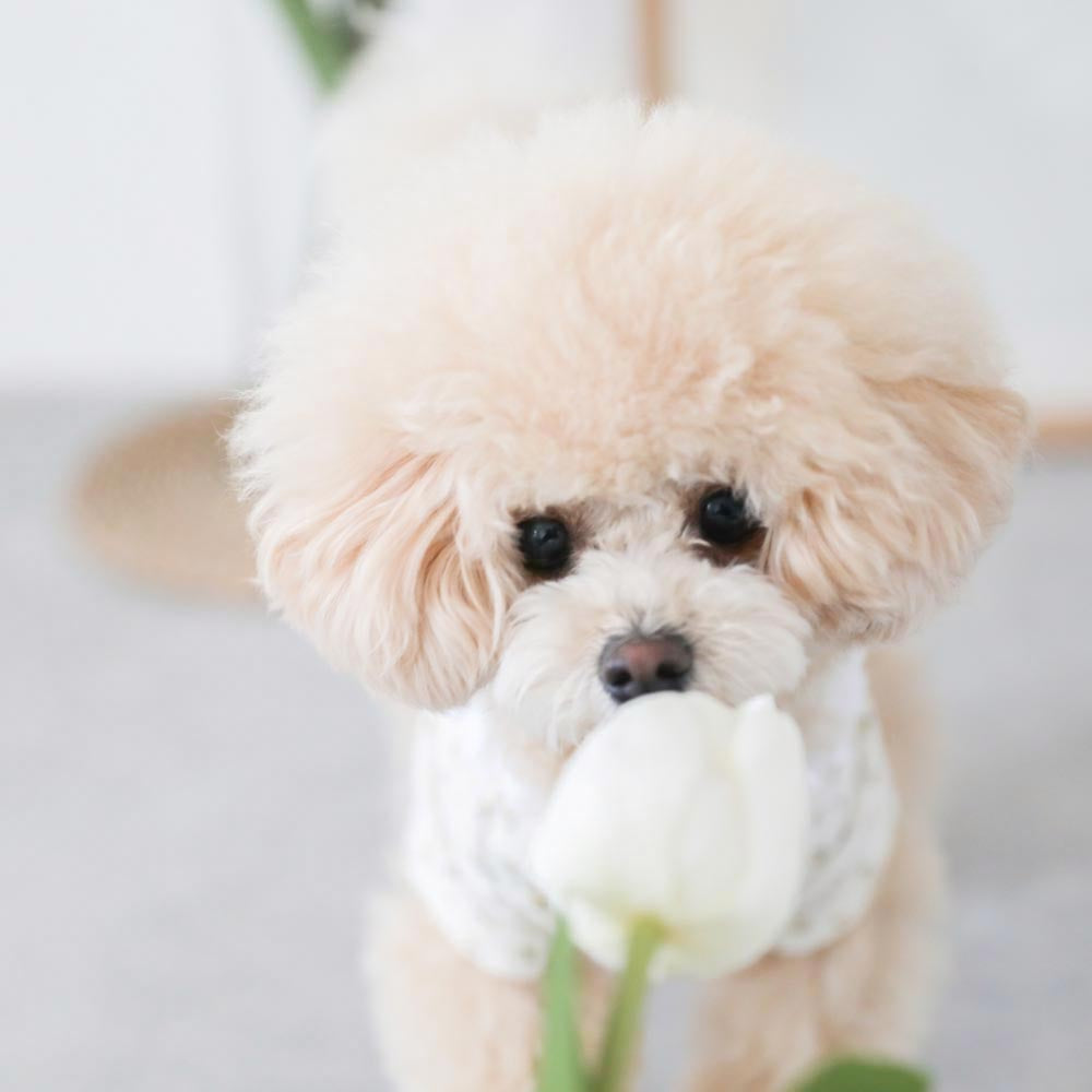 フラワーガーゼワンピース