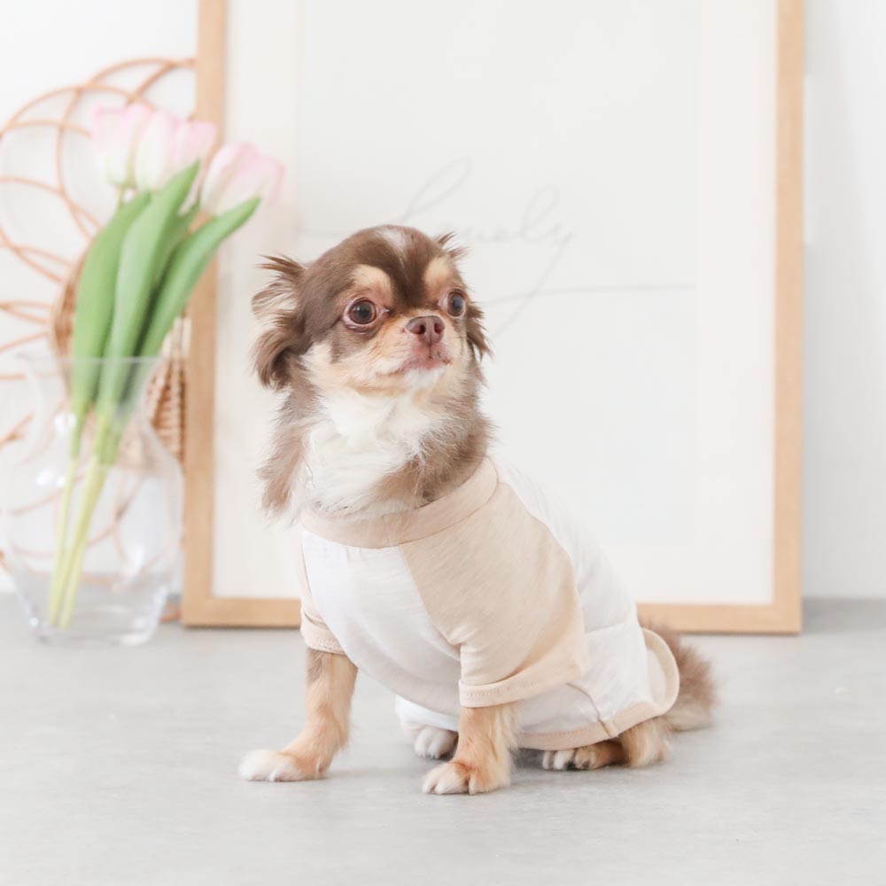 カラーラグランTシャツ