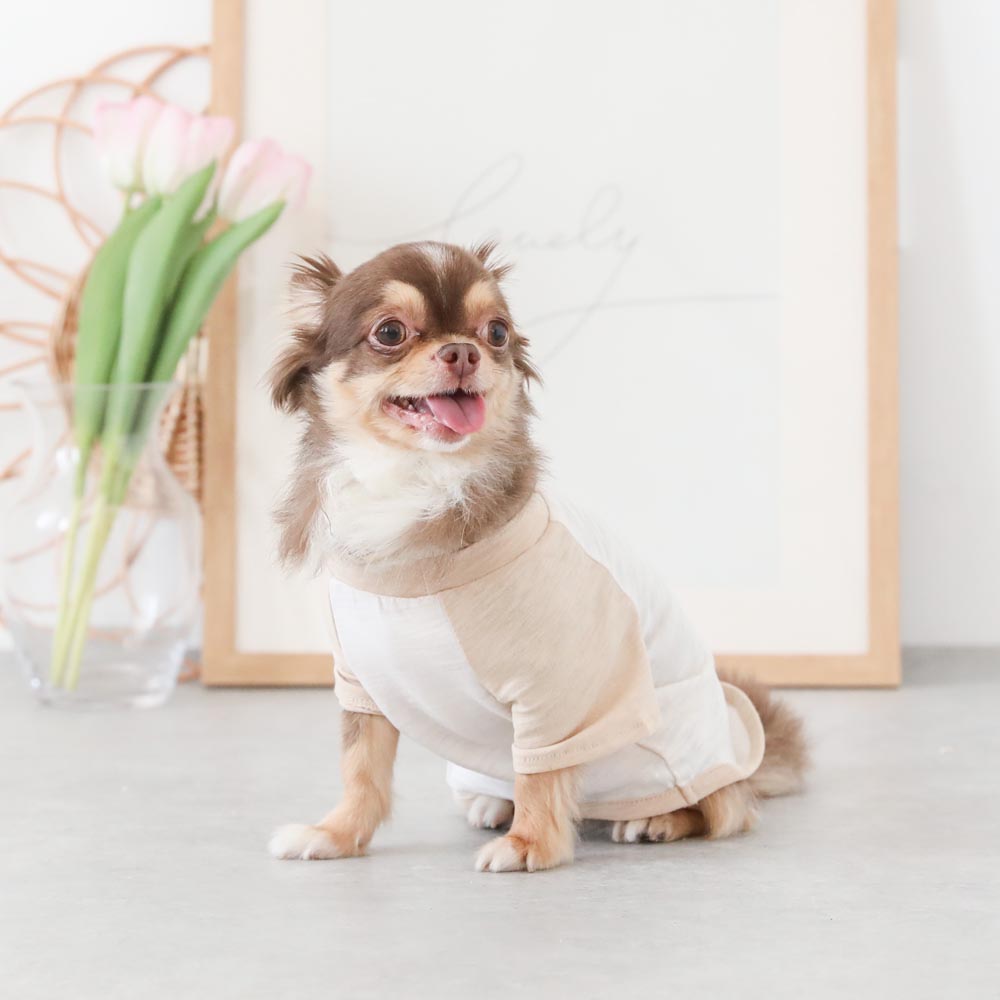 カラーラグランTシャツ