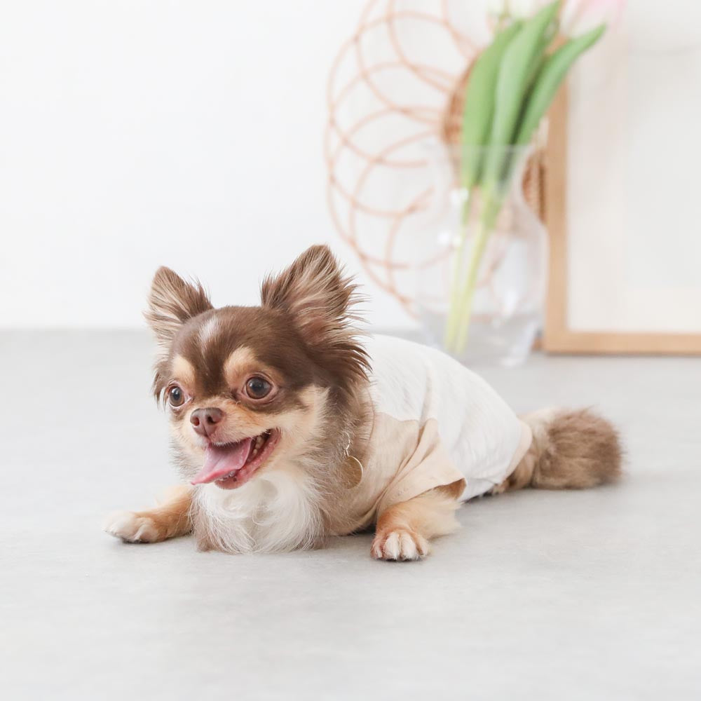 カラーラグランTシャツ
