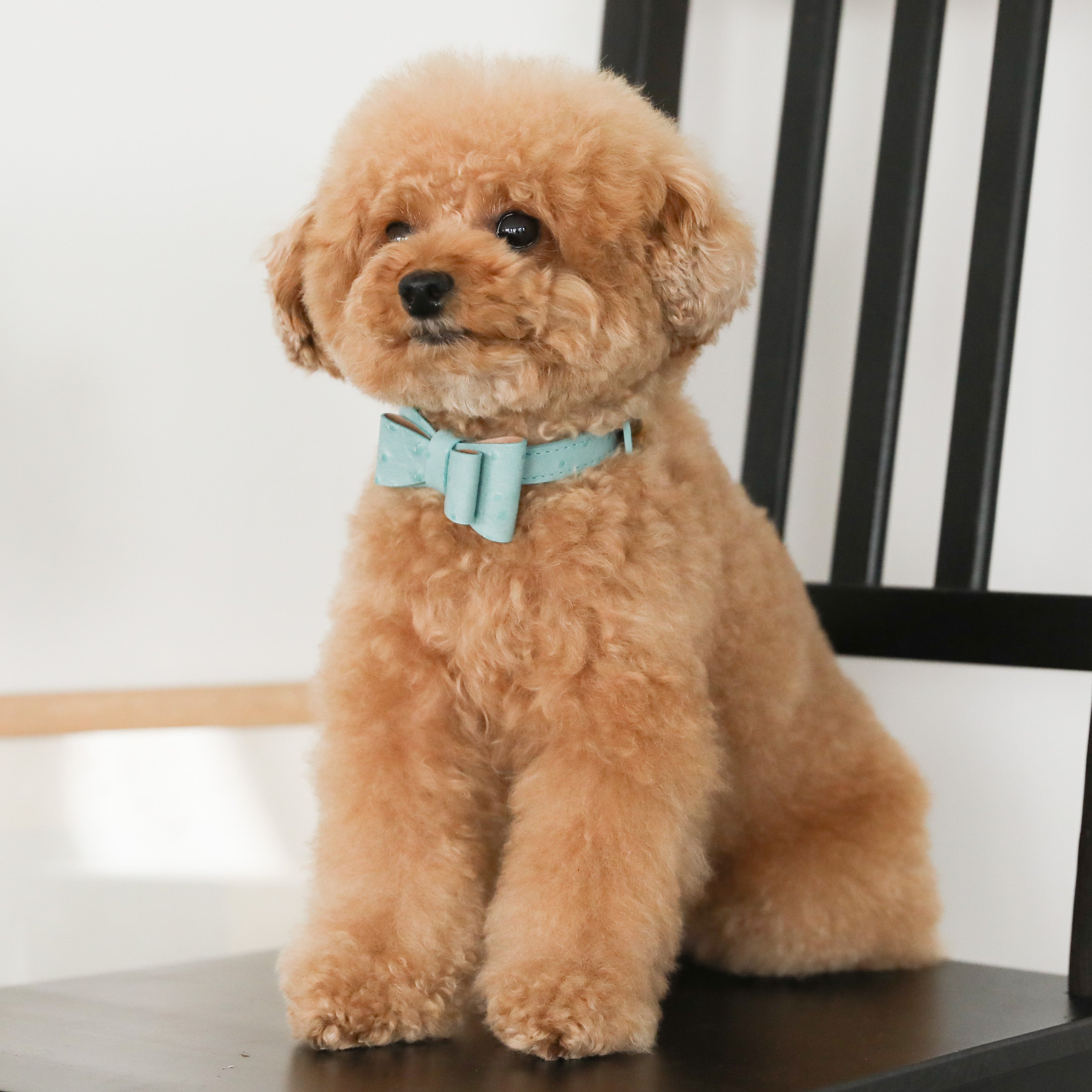 Uena ネイビー スクエアネック リボン カットソー 犬柄 ショート丈 オーストレザーリボンペンダントカラー【名入れ彫刻対応】